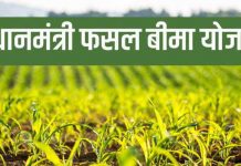31 जुलाई तक करवा सकेंगे किसान अपनी फसलों का बीमा….