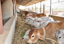 साढ़े 3 करोड़ से 9 गोशाला की स्वीकृति, जावरा विधायक की अनुशंसा से मिली सौगात