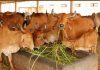 गौशालाओं को प्रतिदिन प्रति गौ-वंश 20 रूपये की दर से ही मिल रही है राशि