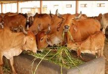 गौशालाओं को प्रतिदिन प्रति गौ-वंश 20 रूपये की दर से ही मिल रही है राशि