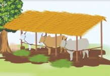 गौशालाओं को 1 करोड़ 59 लाख 63 हजार रुपए अनुदान प्रदाय करने का अनुमोदन बैठक में किया गया