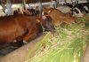 पशु चारा, घास-भूसा, कडबी का जिले से बाहर निर्यात प्रतिबंधित…