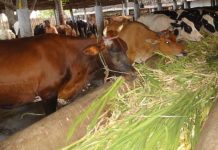 पशु चारा, घास-भूसा, कडबी का जिले से बाहर निर्यात प्रतिबंधित…