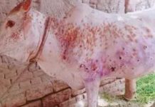 लंपी वायरस पर नियंत्रण के लिए टीकों की पहली खेप प्राप्त हुई…