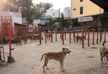 रतलाम नगर निगम में स्वागत है, जहाँ पशुओं की फौज, करती है मौज…