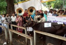 जानिए आखिर रतलाम के पटवारियों ने क्यों बजाया भैंस के आगे बीन…